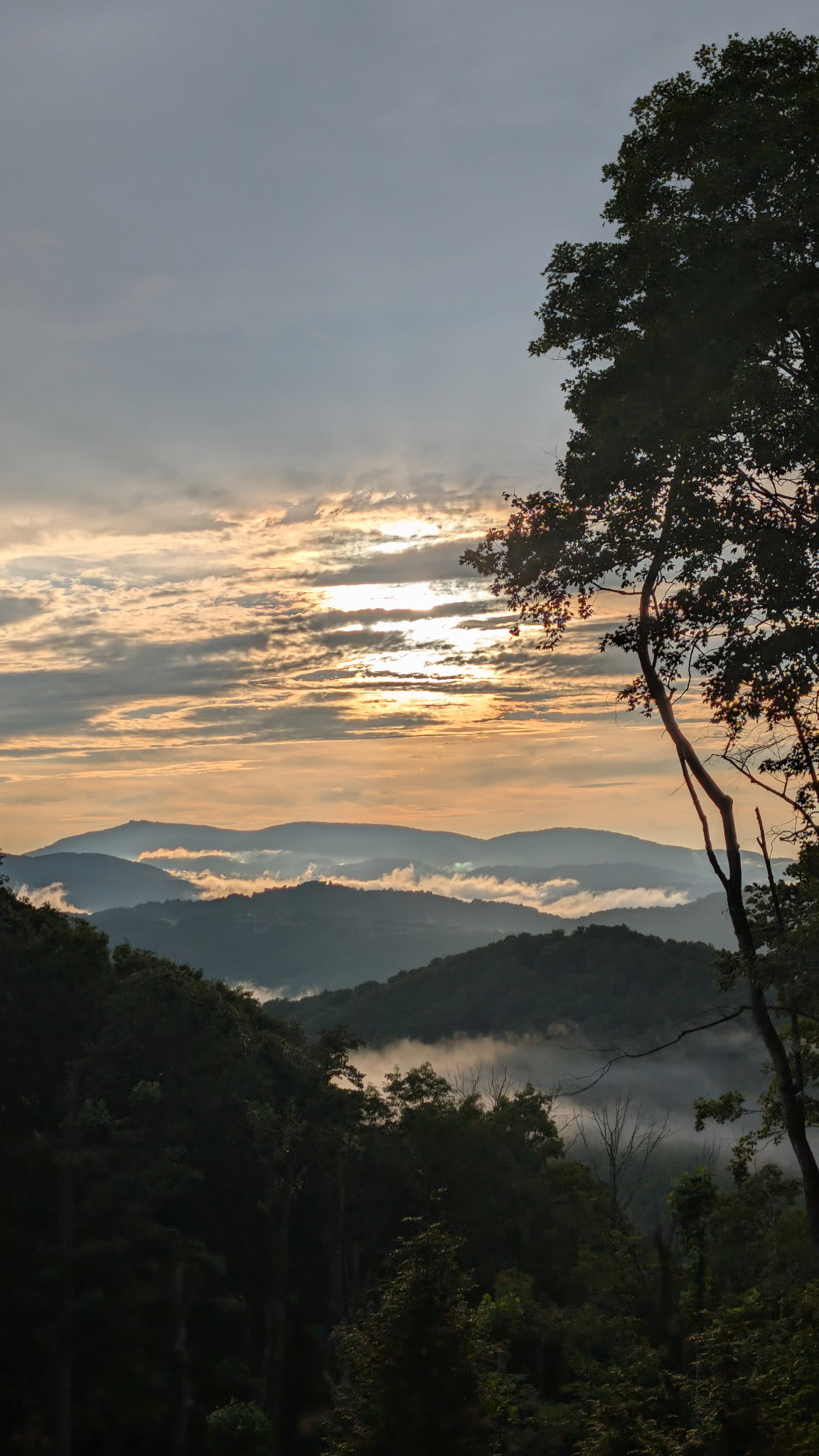 Close view of fog drifting through green mountain treetops